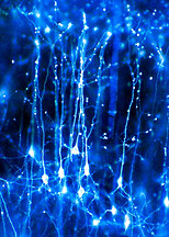 beautiful_neurons