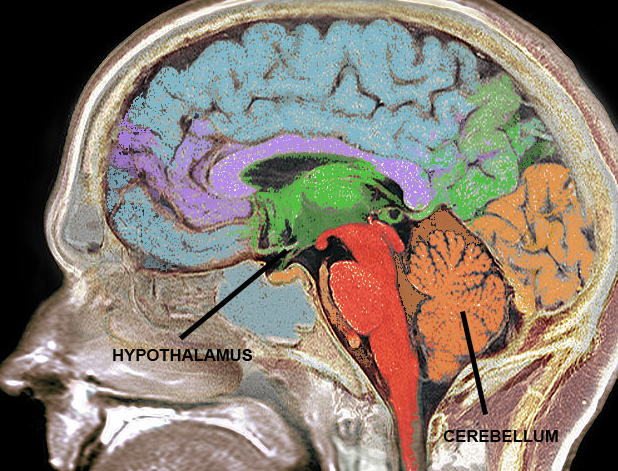 cerebellum_and_hypothalamus