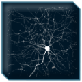 neurons_net